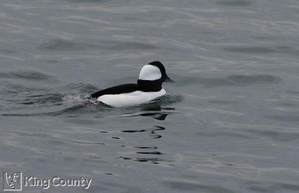 Photo of Bufflehead - Bucephala albeola